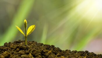 nature_design-investment-5241253_1920